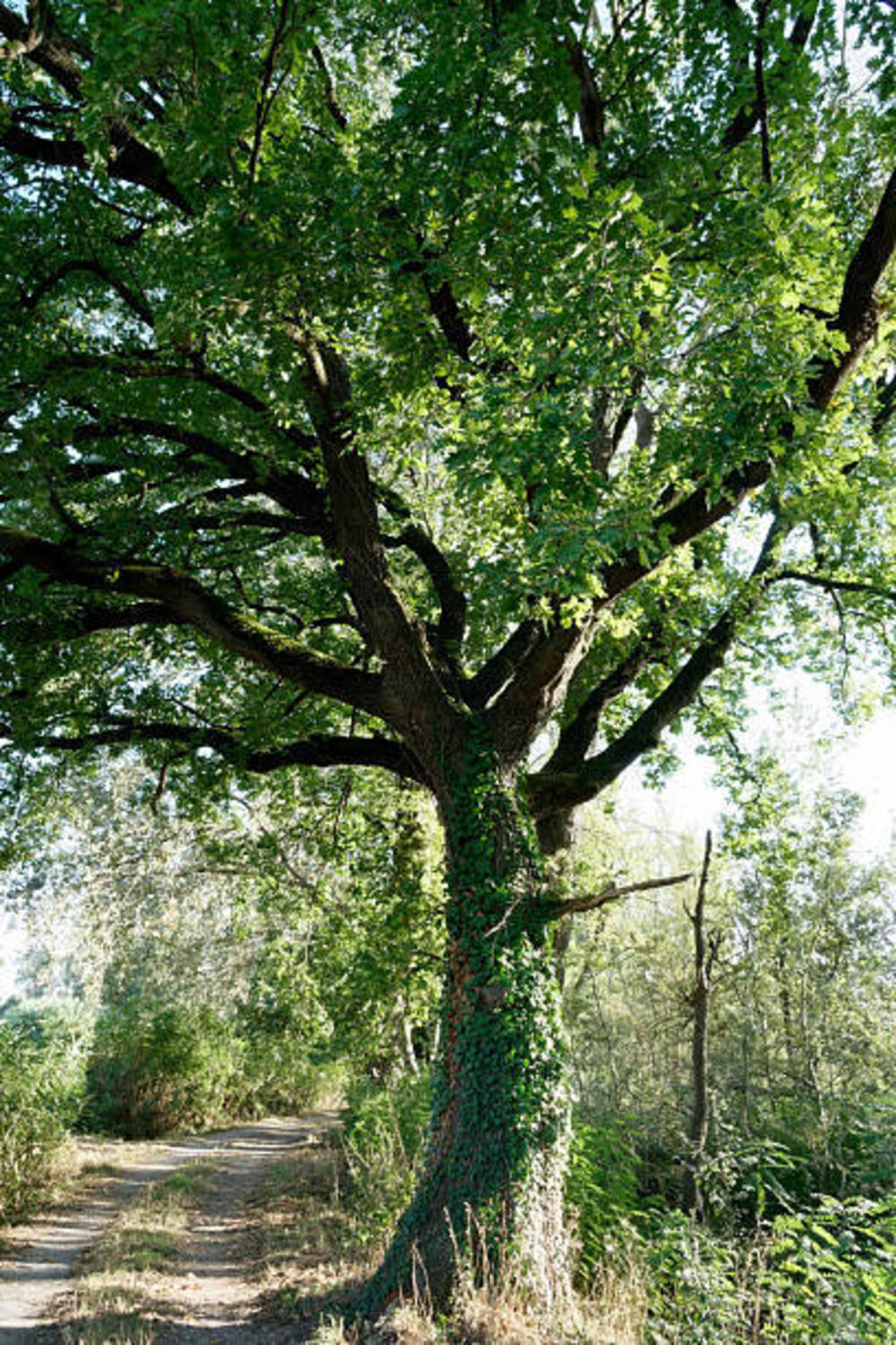 Quercia secolare nella riserva del Lago di Sibolla