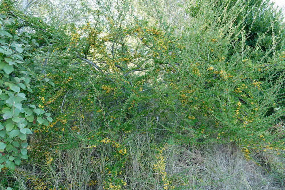 Vegetazione palustre del Lago di Sibolla